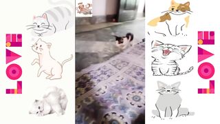 Kitten's Cute Plays | Try Not To Say AWWW!!!