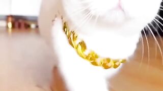 Cute Cat walk