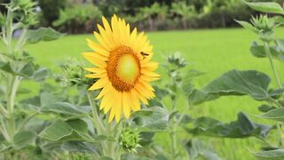 Beautiful yellow flower