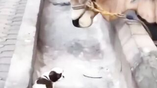 Dog cute