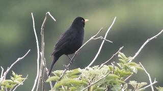 Black birds calling
