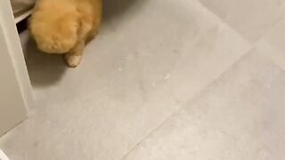 Funny Video Animal cat and dog
