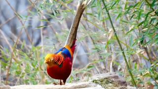 The world most beautiful birds