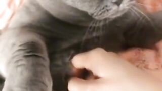 Angry cat