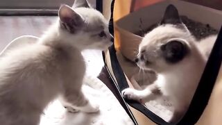 crazy cats/funny cats/funny dogs