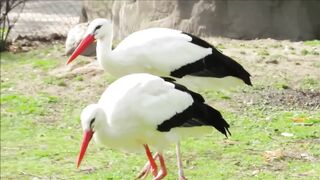 Most Beautiful Birds