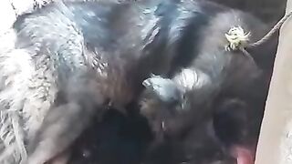 Begari femal dog and 1 month baby dogs