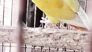 parrot