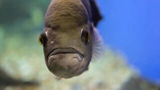 Fish video