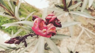 Cinematic video of greenery and flowers