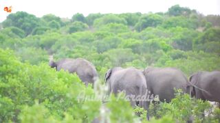 Herbivores - Sheep, elephant, horse, goat - Animal sounds