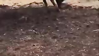 Cow ???? Funny video