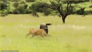 The Greatest Fights In The Animal Kingdom | Lion VS Wildebeest