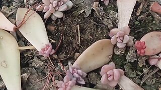 Acheveria Leaves Propagation