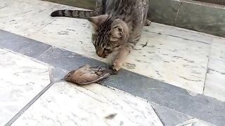 cute cate is playing with little bird