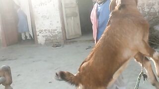 Comedy video with goat