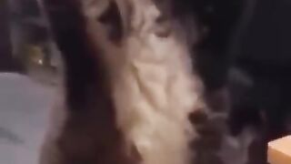 New Funny Videos 2022 ???? Cutest Cats and Dogs ????????