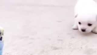 Funny Dog and Parrot