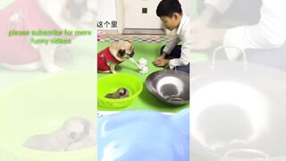 Funny dogs and cats