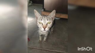 Cute cat