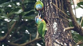 Bird's ???? video