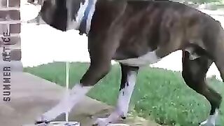 Funny cute dog