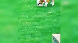 Funniest cats video 2023 funniest cats and dogs