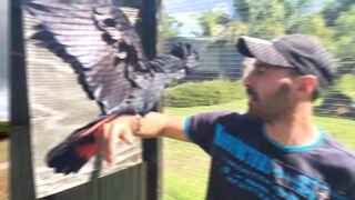 Most beautiful parrots paradise