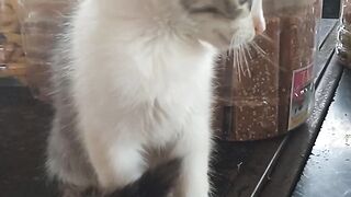 Beautiful cat