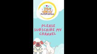 Amazing Singing Dog And Cat Video You Will Love I Bet.