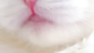 Cat meaw funny.
