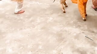 Goat dance
