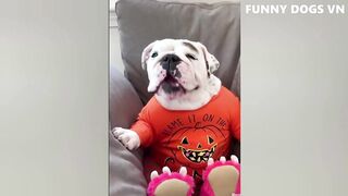 Funny dogs and cats video