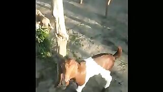 Baby goat voice