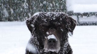 Puppy enjoying snow