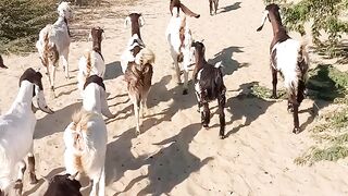 Animals Short