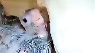 Cocktail chicks