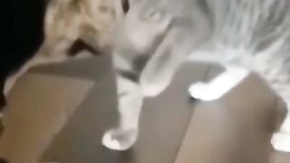 Funny animals