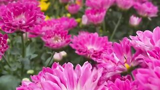 Beauty of Flower