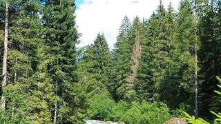 River through forest
