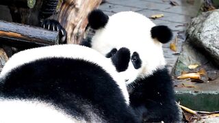 CUTE PANDA PLAYING