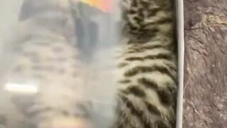 Silence Kitty Box