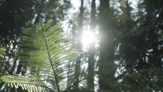 Beautiful Relaxing Music for Stress Relief • Meditation Music, Sleep Music, Ambient Study Music