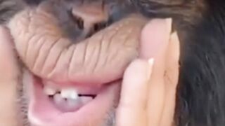 Funny monkey video