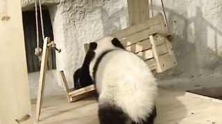 CUTE PANDA PLAYING