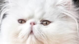 The Top 10 Cat breeds in the world.