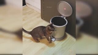 Funny cat