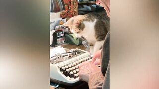 Funny cat recorded moment