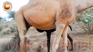Camel in the desert