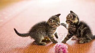 Funny fighting baby cat